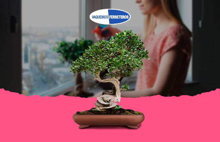 arbol bonsai idea de regalos para mujer