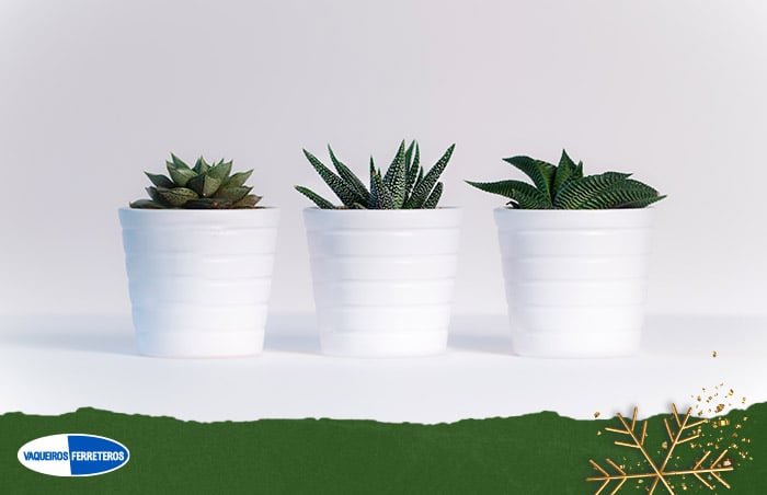 Macetas en color blanco con plantas suculentas para regalo.